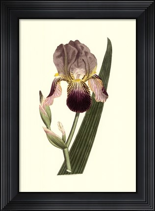 Framed Iris Varieties Print