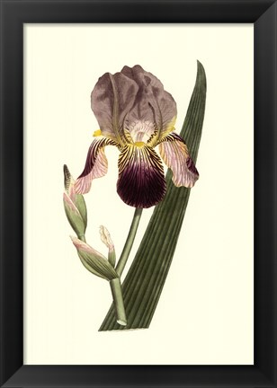 Framed Iris Varieties Print