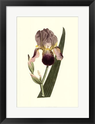 Framed Iris Varieties Print