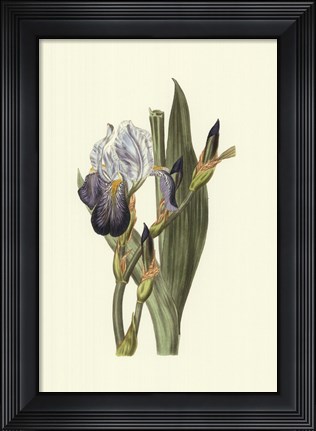 Framed Iris Varieties V Print