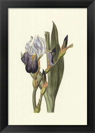 Framed Iris Varieties V Print
