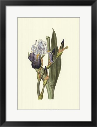Framed Iris Varieties V Print