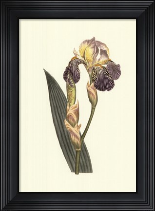 Framed Iris Varieties IV Print