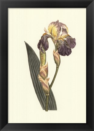 Framed Iris Varieties IV Print