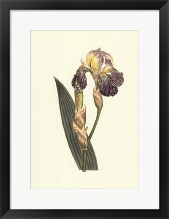 Framed Iris Varieties IV Print