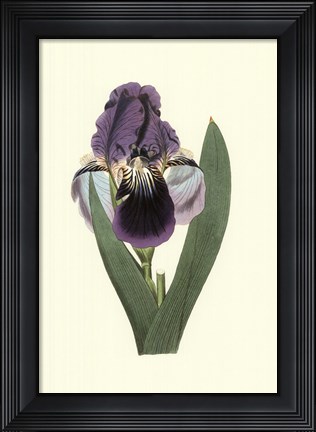 Framed Iris Varieties III Print