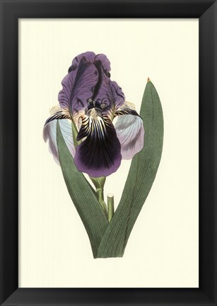 Framed Iris Varieties III Print
