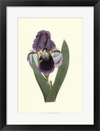 Framed Iris Varieties III Print