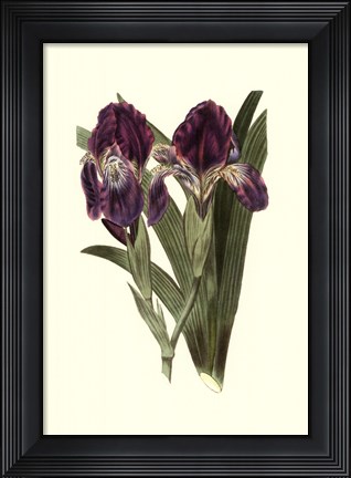 Framed Iris Varieties II Print