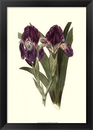 Framed Iris Varieties II Print