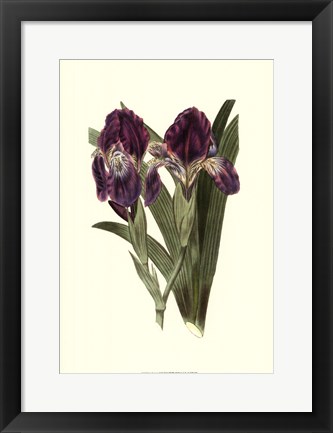 Framed Iris Varieties II Print