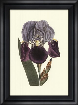 Framed Iris Varieties I Print