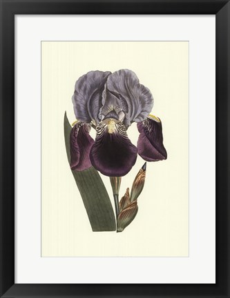 Framed Iris Varieties I Print