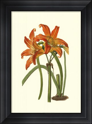 Framed Lily Varieties IV Print