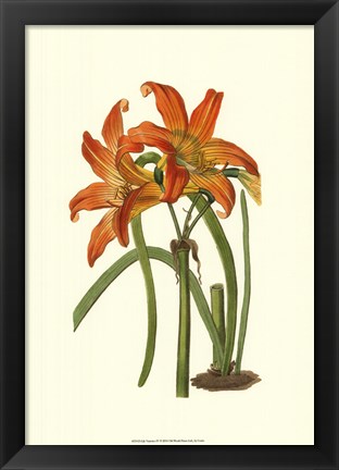 Framed Lily Varieties IV Print