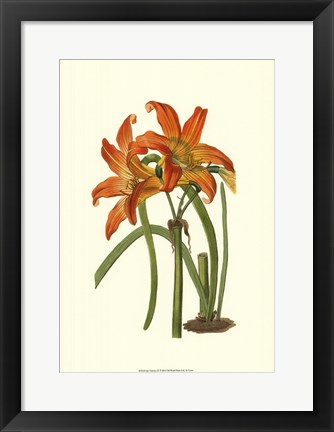 Framed Lily Varieties IV Print
