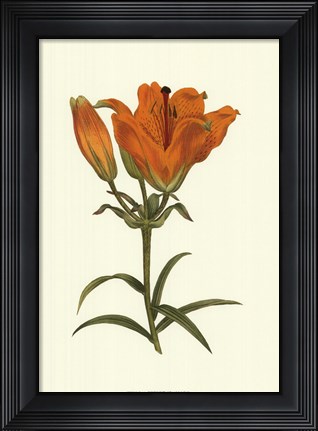 Framed Lily Varieties III Print