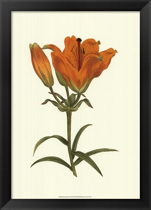 Framed Lily Varieties III Print