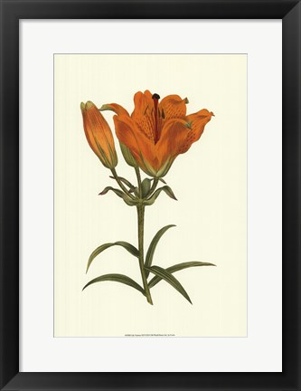 Framed Lily Varieties III Print