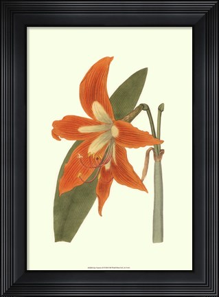 Framed Lily Varieties II Print