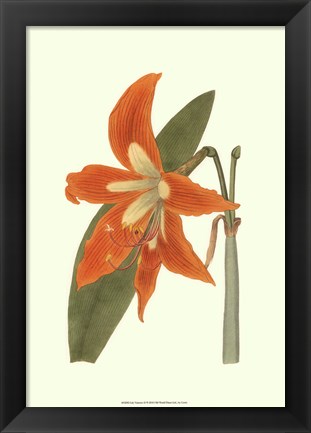 Framed Lily Varieties II Print