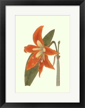 Framed Lily Varieties II Print