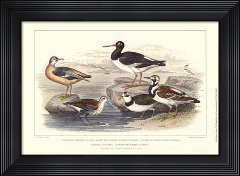 Framed Oyster Catchers Print