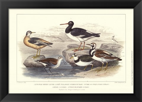 Framed Oyster Catchers Print