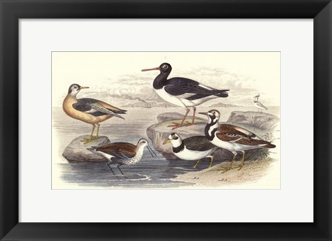 Framed Oyster Catchers Print