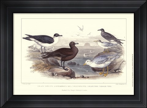 Framed Gulls &amp; Terns Print