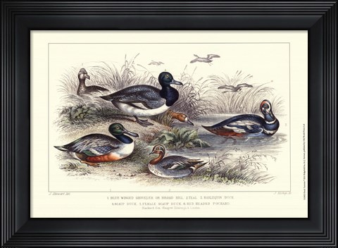 Framed Duck Varieties Print