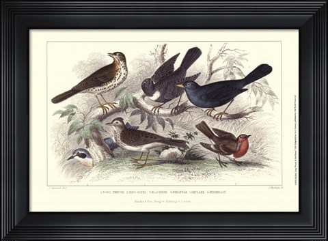 Framed Skylark, Song Thrush, &amp; Red Breast Print