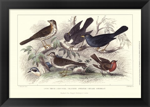 Framed Skylark, Song Thrush, &amp; Red Breast Print