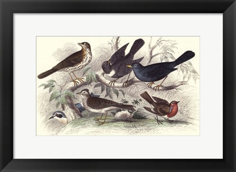 Framed Skylark, Song Thrush, &amp; Red Breast Print
