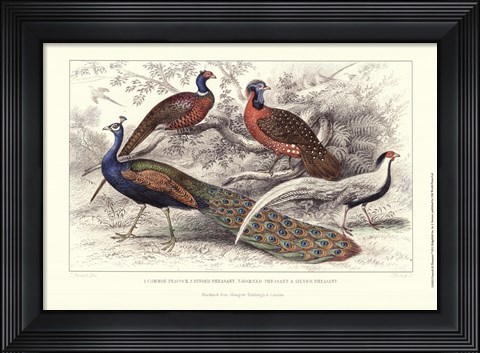Framed Peacock &amp; Pheasants Print