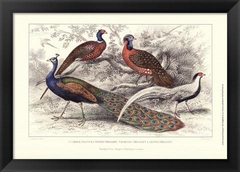 Framed Peacock &amp; Pheasants Print