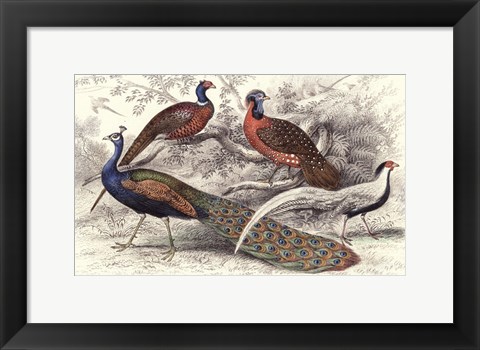 Framed Peacock &amp; Pheasants Print