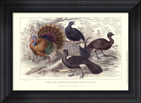 Framed Turkey &amp; Curassows Print