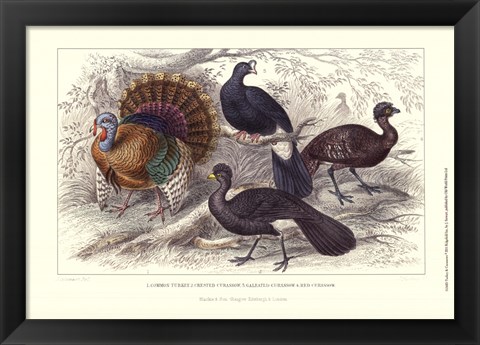 Framed Turkey &amp; Curassows Print