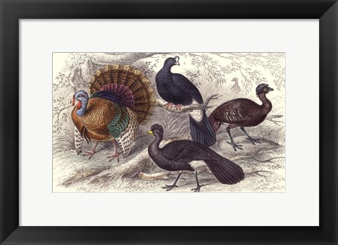 Framed Turkey &amp; Curassows Print