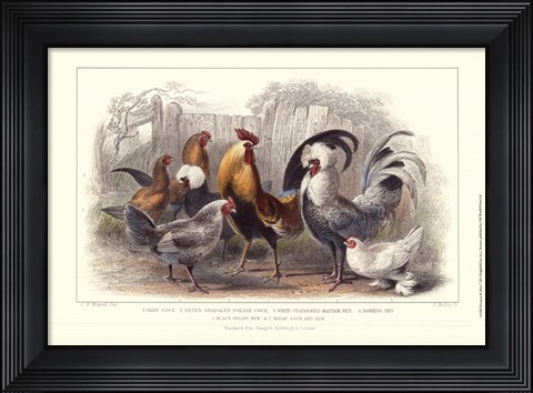 Framed Roosters &amp; Hens Print