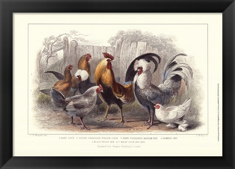 Framed Roosters &amp; Hens Print