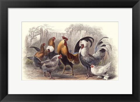 Framed Roosters &amp; Hens Print