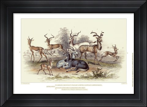 Framed Antelope Varieties Print