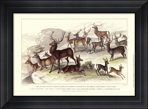 Framed Deer Varieties Print