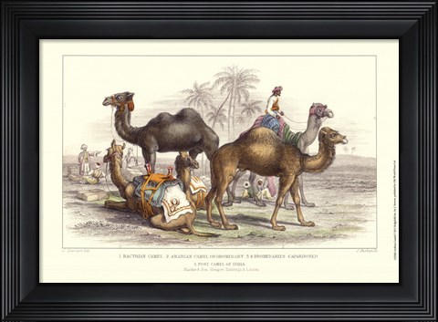 Framed Arabian Camels Print