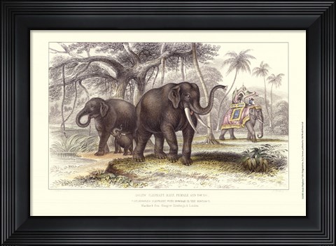Framed Asiatic Elephants Print