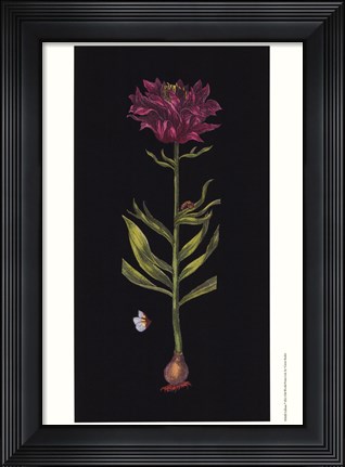 Framed Lillium Print