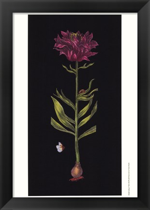 Framed Lillium Print