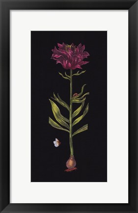 Framed Lillium Print